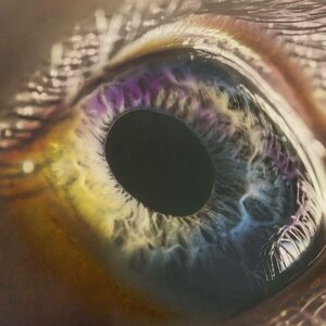 Arcade Fire ‎– WE CD